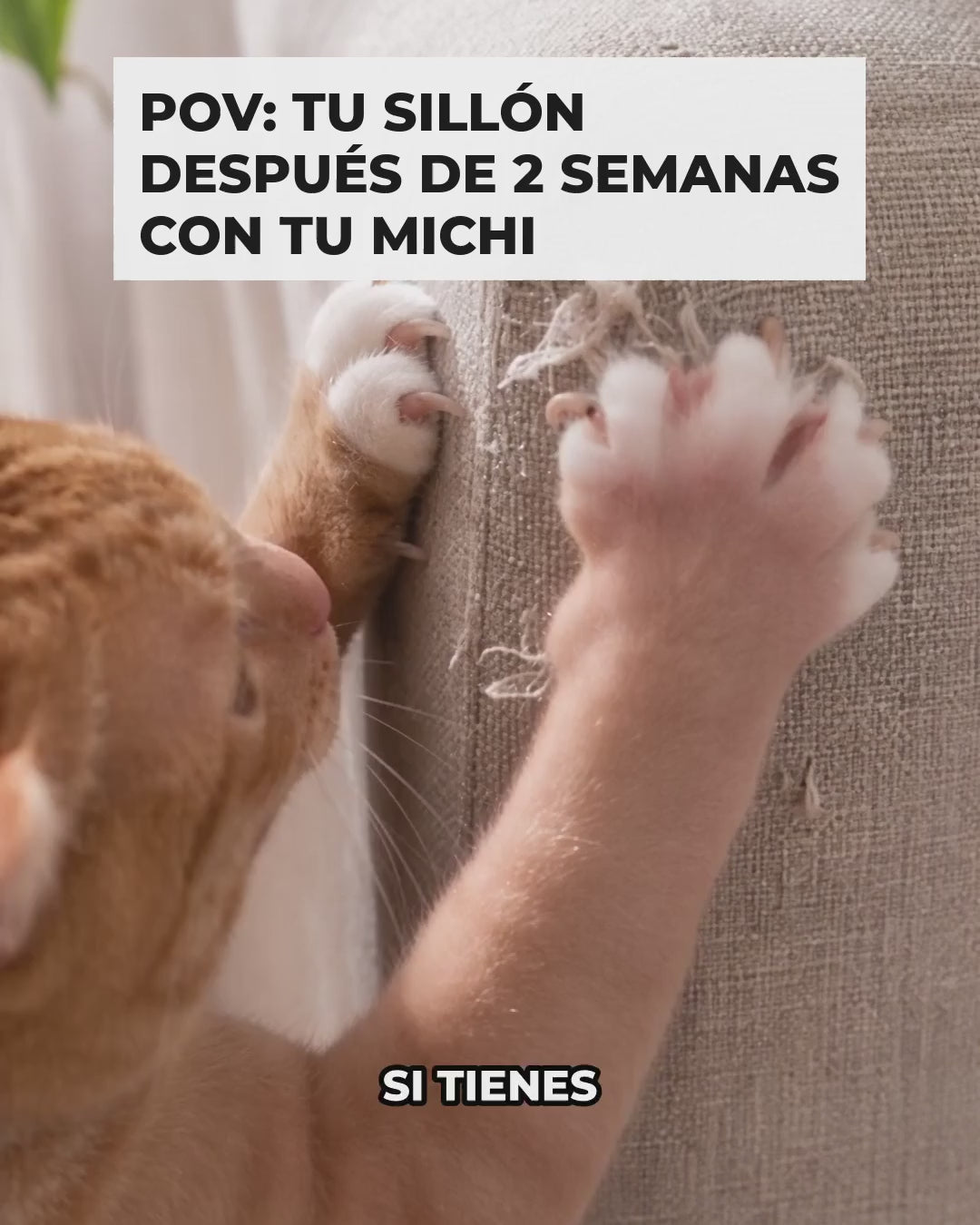 Video: por qué tu gato rasca el sillón y cómo el tapete de sisal con velcro le da su propio lugar
